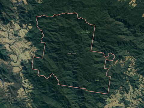 Dingo Forest - QLD Tourism 0