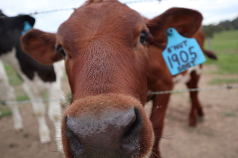 Farm Visit  Dungog - Queensland Tourism 2