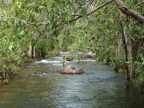Florence Creek Walk - QLD Tourism 0