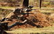 Freycinet Paintball And Campground - thumb 0