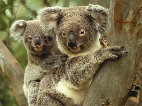 Koalas In Gunnedah - QLD Tourism 0