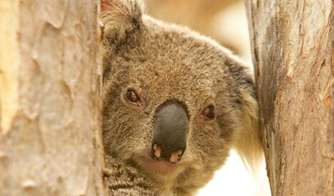 Koala Reserve - QLD Tourism 0