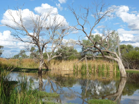 Lagoon Creek - QLD Tourism 0