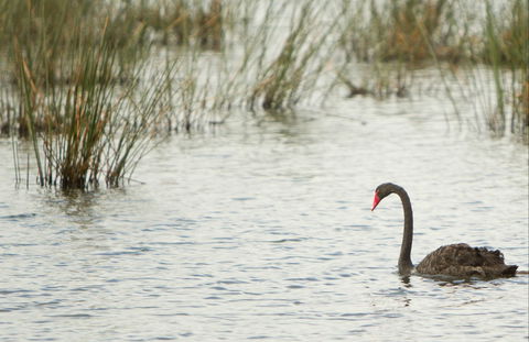 Little Llangothlin Picnic Area - Queensland Tourism 0