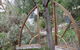 Looking Glass Garden - thumb 1
