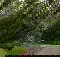 Moonpar Forest drive - Cascade National Park - QLD Tourism