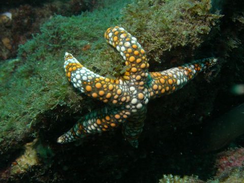 Mudjimba (Old Woman) Island Dive Site - Queensland Tourism 0