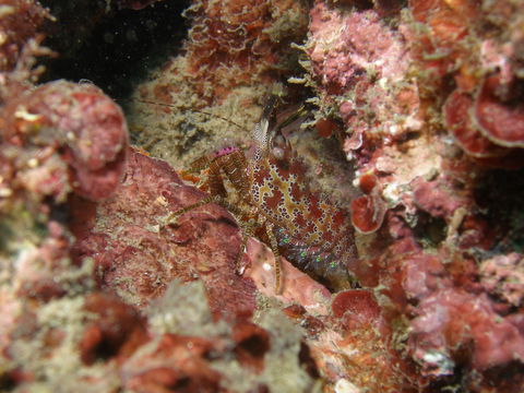 Mudjimba (Old Woman) Island Dive Site - Queensland Tourism 2