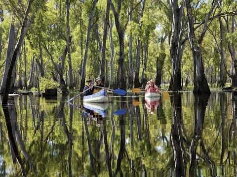 Murray River Canoe Trails - QLD Tourism 0