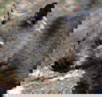 Peel Zoo - Queensland Tourism
