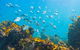 Snorkelling McKenzies Beach - thumb 0