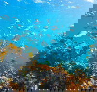 Snorkelling McKenzies Beach - QLD Tourism