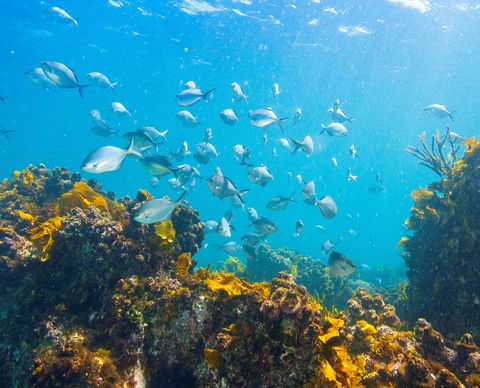 Snorkelling McKenzies Beach - QLD Tourism 0