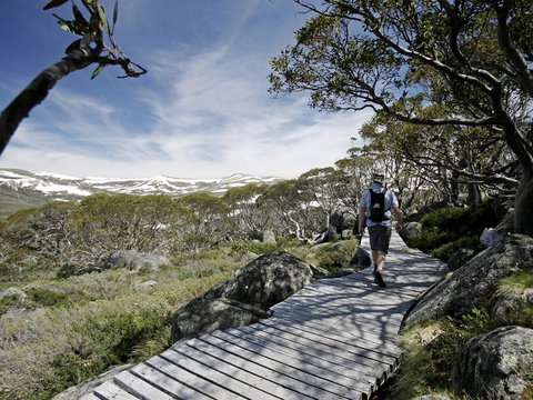Snow Gums Boardwalk - QLD Tourism 0