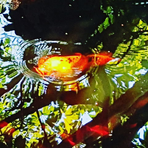 The Fernery At Diamond Waters - QLD Tourism 2