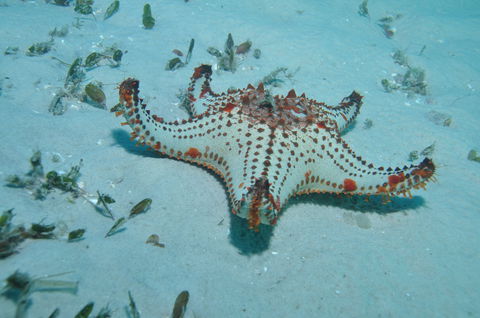 The Pines Dive Site - Queensland Tourism 0