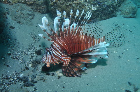 The Pines Dive Site - Queensland Tourism 1