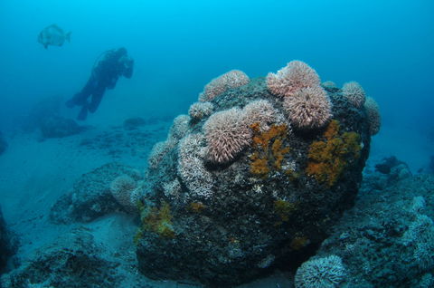 The Pines Dive Site - Queensland Tourism 2