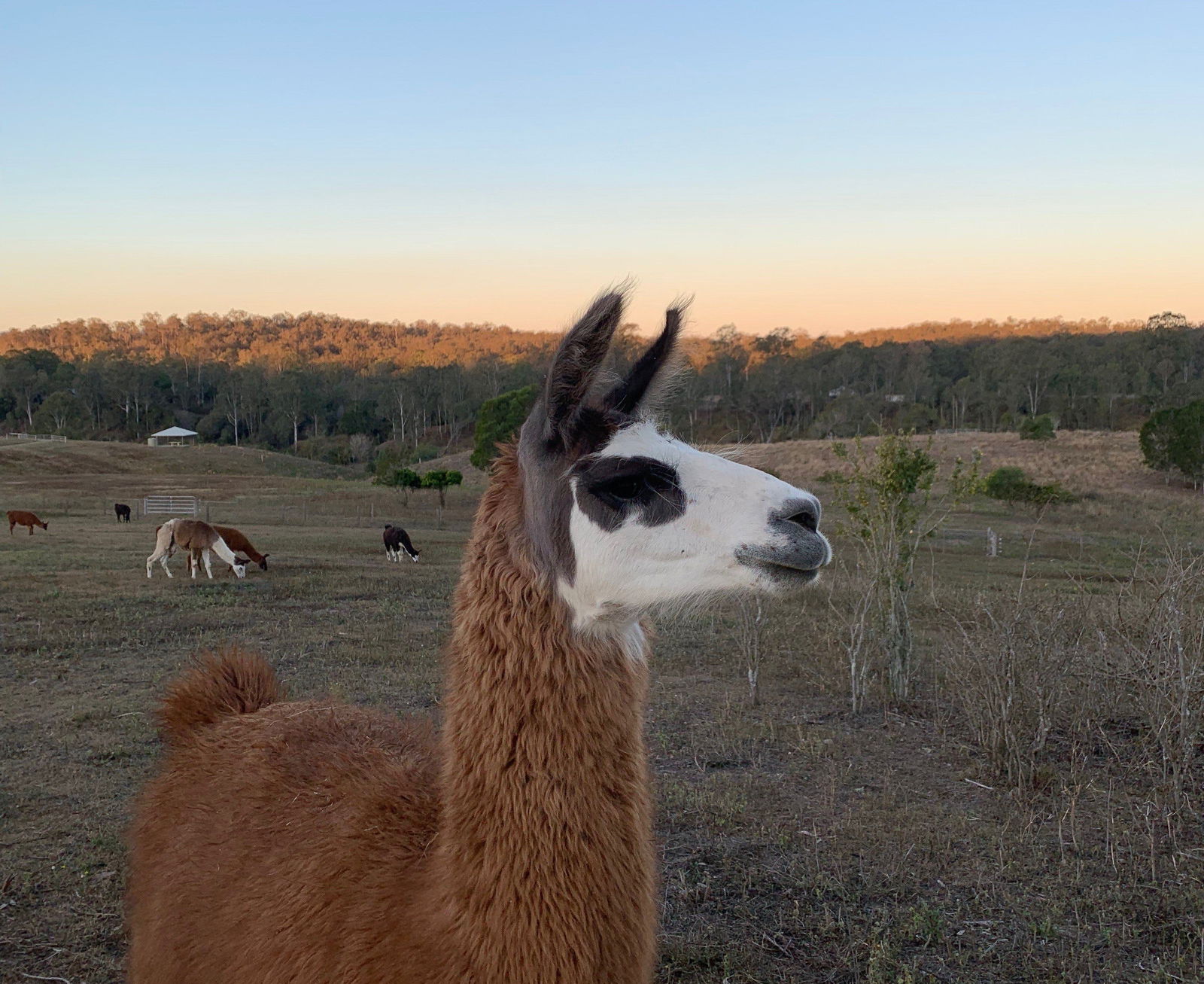 Pine Mountain QLD Queensland Tourism