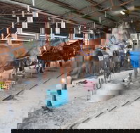 The Equine Club - Queensland Tourism