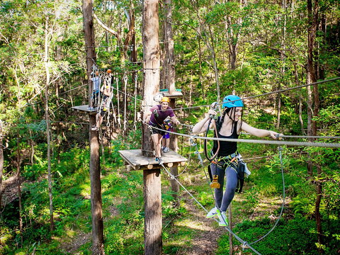 TreeTop Challenge Currumbin Wildlife Sanctuary - QLD Tourism 1