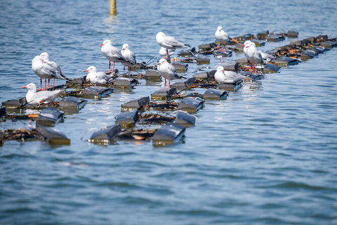 Catch A Crab Tour With Optional Seafood Lunch - Queensland Tourism 2