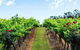Tintilla Estate: Wine Tasting With A Meat And Cheese Platter - thumb 0