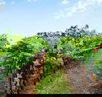 Tintilla Estate Wine Tasting with a Meat and Cheese Platter - Queensland Tourism