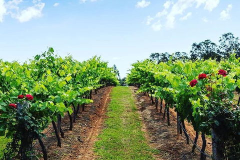 Tintilla Estate: Wine Tasting With A Meat And Cheese Platter - Queensland Tourism 0