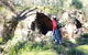 Newnes Ruins Walking Tour - thumb 2