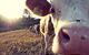 Half-Day Best Of Byron Sightseeing Tour - thumb 2