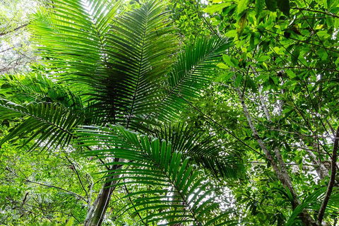 Guided E Bike Tour - Hells Hole Pools & Rainforest - QLD Tourism 5