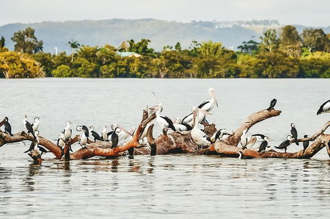 Sunset River Cruise Near Byron Bay - Queensland Tourism 27