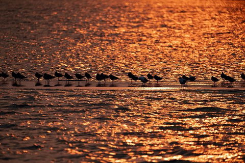 Sunset River Cruise Near Byron Bay - Queensland Tourism 25