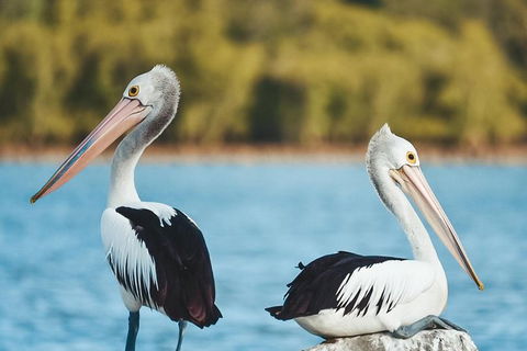 Sunset River Cruise Near Byron Bay - Queensland Tourism 13
