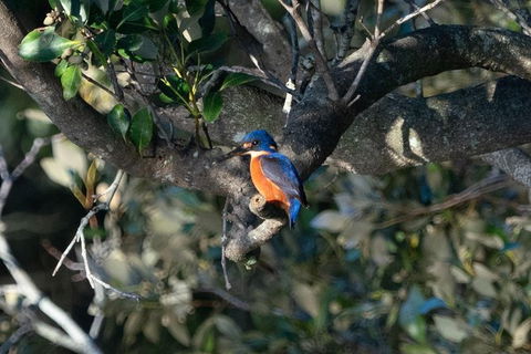 Sunset River Cruise Near Byron Bay - Queensland Tourism 6