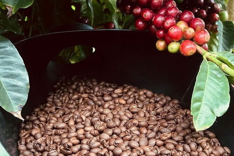 Coffee Farm Tour And Workshop, Byron Bay Hinterland - QLD Tourism 1