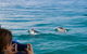 Julian Rocks Byron Bay Cruise - thumb 9