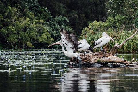 Serenity Cruise To Australia\'s Everglades - Queensland Tourism 4