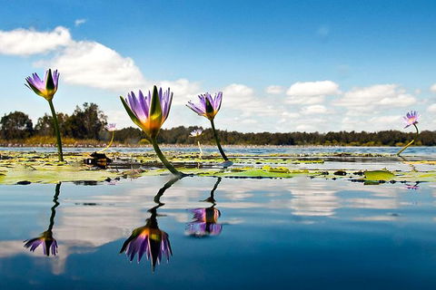 Serenity Cruise To Australia\'s Everglades - Queensland Tourism 7
