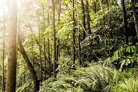 Serenity Cruise To Australia\'s Everglades - Queensland Tourism 8