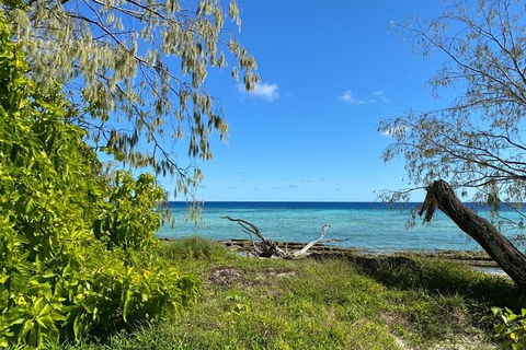 Lady Musgrave Day Trip From Bundaberg Including Snorkeling, Glass Bottom Tour And Guided Island Walk - QLD Tourism 6