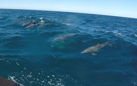 Noosa Wild Dolphin Safari - Queensland Tourism 4
