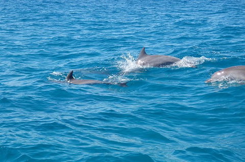 Noosa Wild Dolphin Safari - Queensland Tourism 5