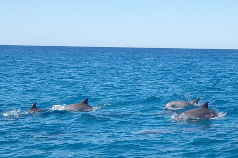Noosa Wild Dolphin Safari - Queensland Tourism 3