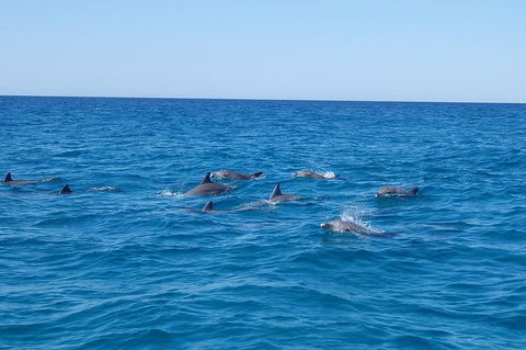 Noosa Wild Dolphin Safari - Queensland Tourism 6