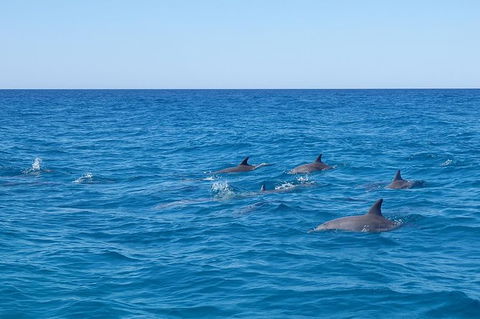 Noosa Wild Dolphin Safari - Queensland Tourism 7