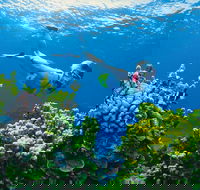 Full Day Snorkel In The Great Barrier Reef - QLD Tourism