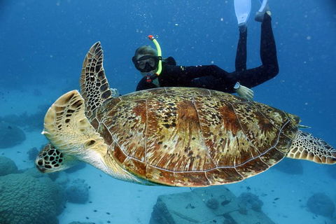 Full Day Snorkel In The Great Barrier Reef - QLD Tourism 4