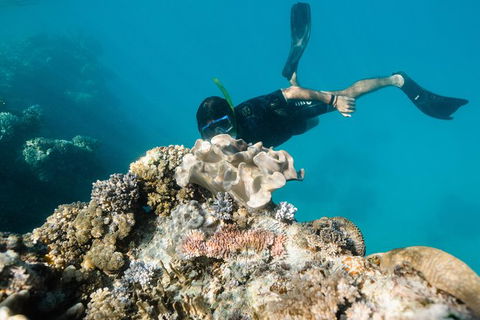 Full Day Snorkel In The Great Barrier Reef - QLD Tourism 5